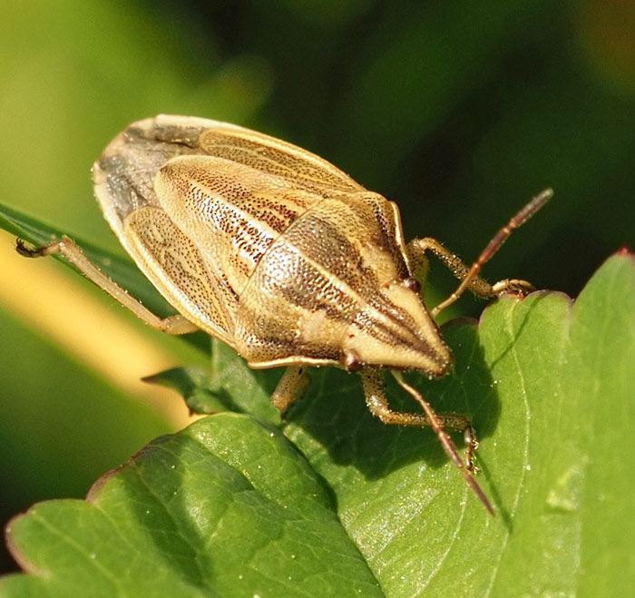 Getreidewanze, Aelia acuminata